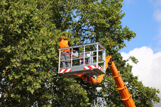 Best Utility Line Clearance  in Eagleview, PA